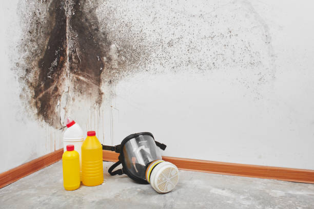 Best Black Mold Remediation in Moore Haven, FL
