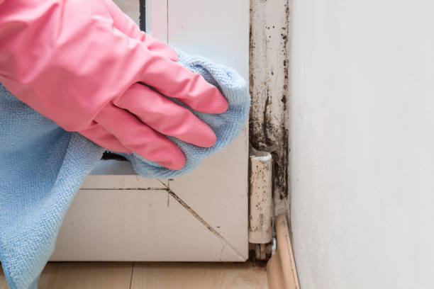 Best Mold Remediation for Specific Building Types in Moore Haven, FL