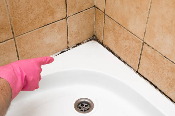 Best Commercial Mold Remediation in Moore Haven, FL